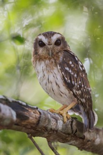 Bare-legged Owl (Gymnoglaux lawrencii) perched on a branch in Cuba