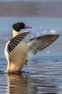 Common Merganser (Mergus merganser) male flapping, Mecklenburg-Western Pomerania, Germany