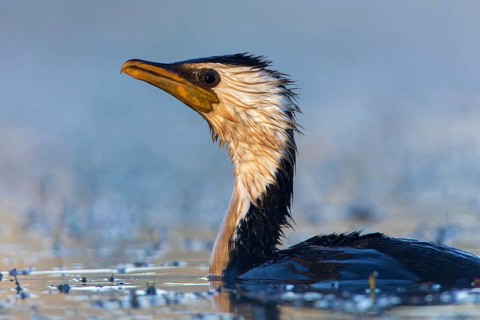 Little Pied Cormorant (Microcarbo melanoleucos), Victoria, Australia