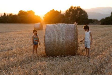 A young boy and a girl play in a golden field illuminated by the warm sunset, exploring around a
