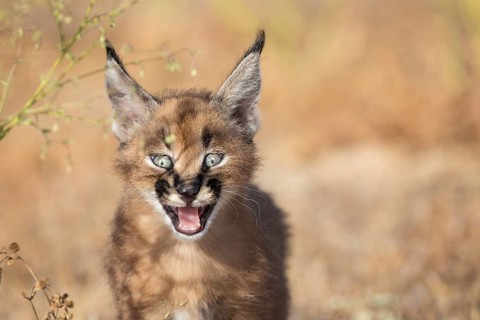 Caracal (Caracal caracal) cub portrait, Castile-La Mancha, Spain