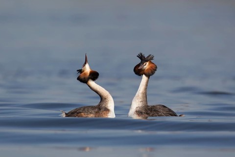 Great crested grebe (Podiceps cristatus) two adult birds performing their love courtship display on