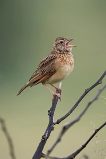 Bush Pipit (Anthus caffer), adult, on tree, on guard, singing, Pilanesberg National Park, North