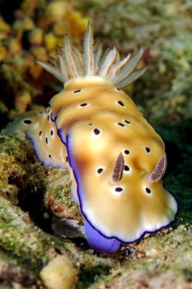 Kunie's Chromodoris splendour star snail (Goniobranchus kuniei) formerly (Chromodoris kuniei) eats