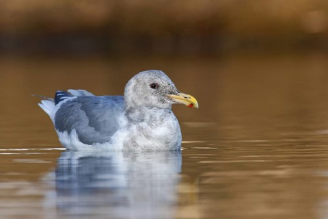 Glaucous-winged Gull (Larus glaucescens), British Columbia, Canada
