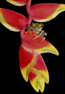 Red-eyed Tree Frog (Agalychnis callidryas) sitting on Heliconia flower (Heliconia spec.), Costa