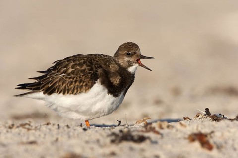 Ruddy Turnstone (Arenaria interpres), Schleswig-Holstein, Germany