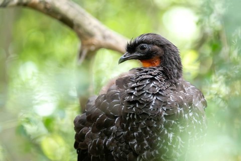 Bronze guan (Penelope obscura) in the forest in a nature reserve in Buenos Aires, Argentina