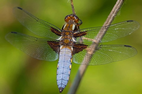 Four-spotted damselfly, (Libellula quadrimaculata), dragonfly, damselfly, dragonfly, insect,