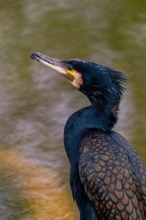 Great cormorant, Phalacrocorax carbo, sits on a branch