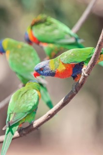 Rainbow Lorikeets (Trichoglossus haematodus), Lone Pine Koala Sanctuary, Brisbane, Queensland,