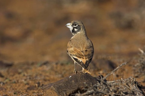 Thick-billed Lark (Ramphocoris clotbey), Morocco