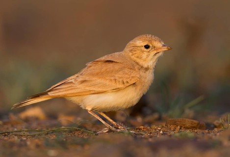 Bar-tailed Desert Lark - Sandlerche - Ammomanes cincturus, Marokko, adult