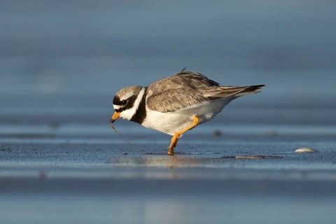 Ringed plover (Charadrius hiaticula) adult wading bird pulling a worm from a beach, Norfolk,
