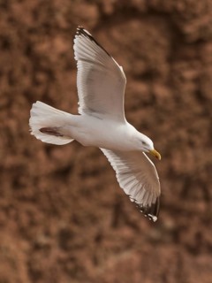 European Herring Gull (Larus argentatus) flying, Schleswig-Holstein, Germany