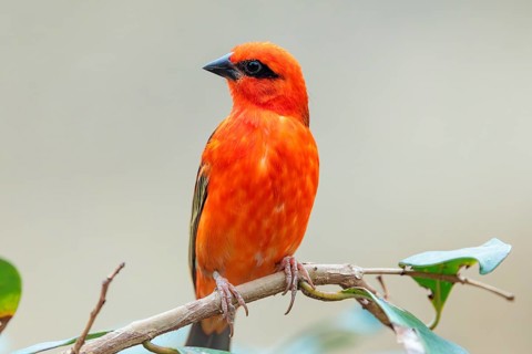 A male red fody (Foudia madagascariensis) sits in a tree. Madagascar, Amirantes, Comoros,