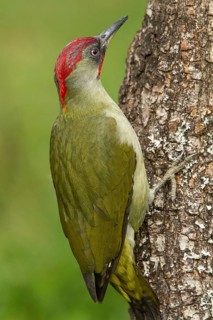 European Green Woodpecker (Picus viridis), adult male perched on a tree, Castilla Leon, Spain