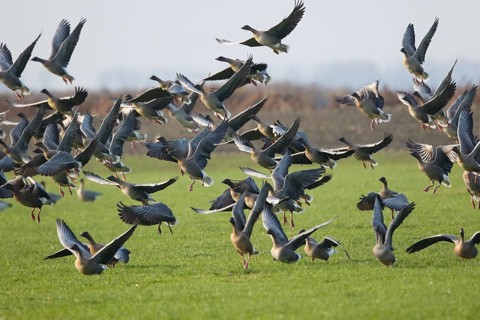Pink-footed Goose (Anser brachyrhynchus) flock flying, Netherlands