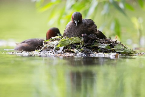 Little Grebe (Tachybaptus ruficollis) with chicks at nest, Hesse, Germany
