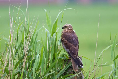 Western Marsh Harrier (Circus aeruginosus) female perched on a pale, Noord Holland, Netherlands