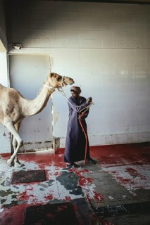 Camel slaughter (halal), Salalah slaughterhouse, Dhofar, Oman