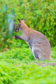 Red-necked wallaby or Bennett's wallaby (Macropus rufogriseus) sits on a green meadow with dense