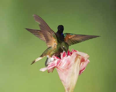 Velvet-purple Coronet & Buff-tailed Coronet (Boissonneaua jardini & Boissonneaua flavescens),