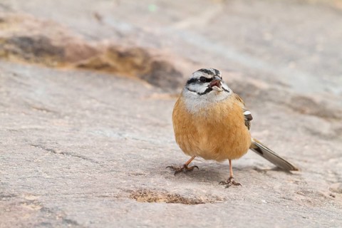 Rock Bunting -Zippammer - Emberiza cia ssp. cia, Morocco, adult male