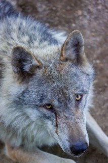 Portrait of one eurasian gray wolf (Canis lupus lupus)