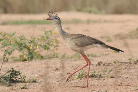 Red-legged Seriema (Cariama cristata), Pantanal, Brazil