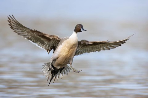 Northern Pintail (Anas acuta) male flying, British Columbia, Canada