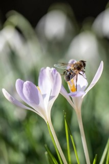 Elfin crocus (Crocus tommasinianus) with honey bee (Apis mellifera), Emsland, Lower Saxony, Germany