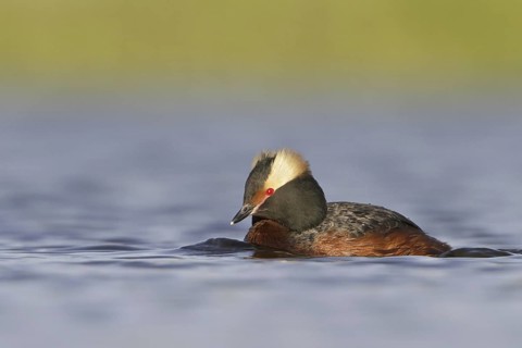 Horned Grebe (Podiceps auritus), Saskatchewan, Canada