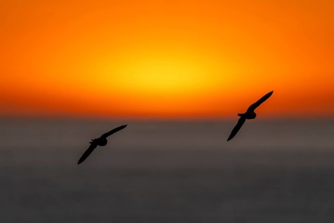 Two rock parakeets (Cyanoliseus patagonus) silhouetted in flight over the sea against an orange