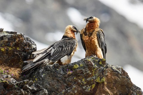 Bearded vultures, couple sitting on rocks, (Gypaetus barbatus), animals, birds of prey, vultures,
