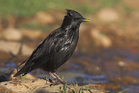 Spotless Starling (Sturnus unicolor), Extremadura, Spain