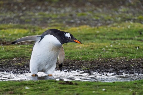Gentoo penguin (Pygoscelis papua), standing in puddle of water on grass, flippers spread out,