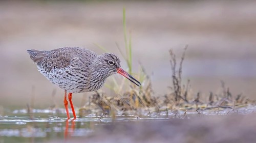 Redshank (Tringa totanus) Snipe bird, searching for food in the mud, limicole, shallow water zone,