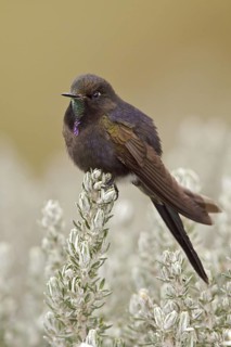 Blue-mantled Thornbill (Chalcostigma stanleyi), Ecuador