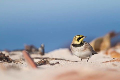 Horned Lark - Ohrenlerche - Eremophila alpestris flava, Germany