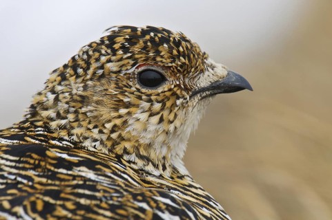 Rock Ptarmigan (Lagopus muta) female, Alaska, USA