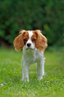 Cavalier King Charles Spaniel, kitten