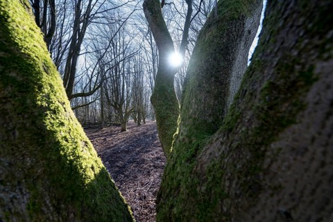 A natural burial grave site, Hofgeismar, Weser Uplands, Weserbergland, Hesse, Germany