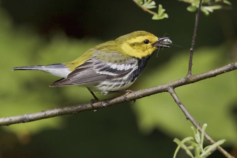 Black-throated Green Warbler (Setophaga virens) male, Ontario, Canada
