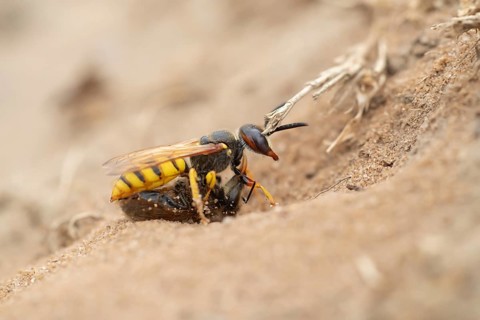 European bee wolf (Philanthus triangulum) adult solitary wasp insect carrying a Honey bee back to