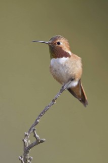 Rufous Hummingbird (Selasphorus rufus), British Columbia, Canada