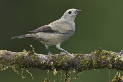 Palm Tanager (Thraupis palmarum), Costa Rica