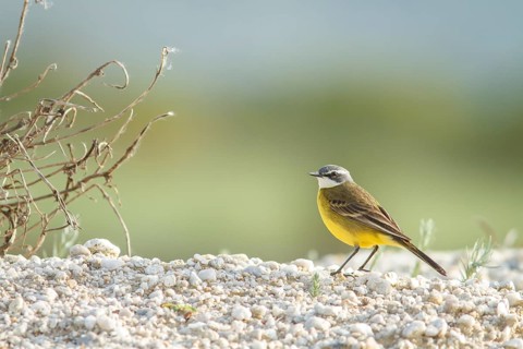 Spanish Wagtail (Motacilla flavia iberiae), on field floor, Galicia, Spain
