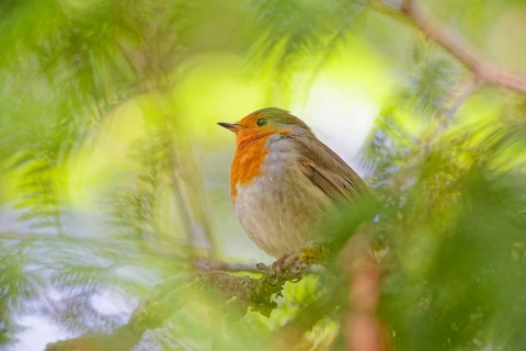 European robin (Erithacus rubecula) resting on branch surrounded by soft green foliage, Germany