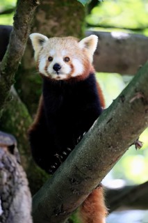 Western Red panda (Ailurus fulgens), adult, on tree, Himalayas, Central Asia